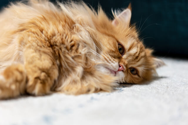 猫が一緒に寝たがるときは?猫と寝る時のポイントや注意点-サムネイル画像